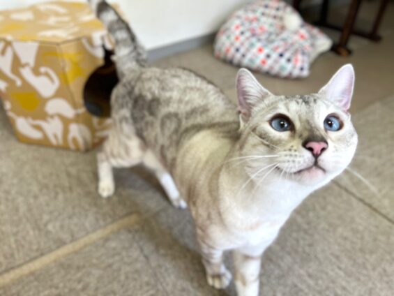 ヌーノクラブ 猫専用ペットホテル 都内 中野区 フリースペースでのびのび お預り中の猫ちゃん ベンガルの雪乃嬢