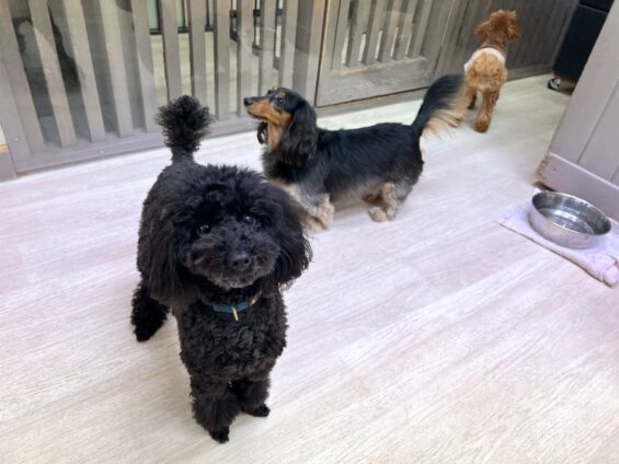 ヌーノクラブ　犬のペットホテル　東京　中野区　フリースペースでのびのび　お預かり中　トイプードルのさくら