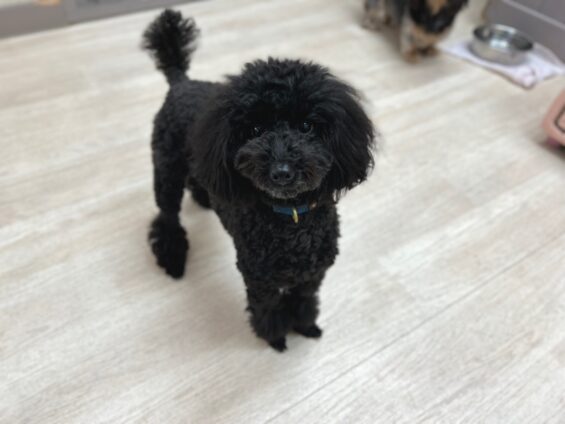 ヌーノクラブ　犬のペットホテル　東京　中野区　フリースペースでのびのび　お預かり中　トイプードルのさくら