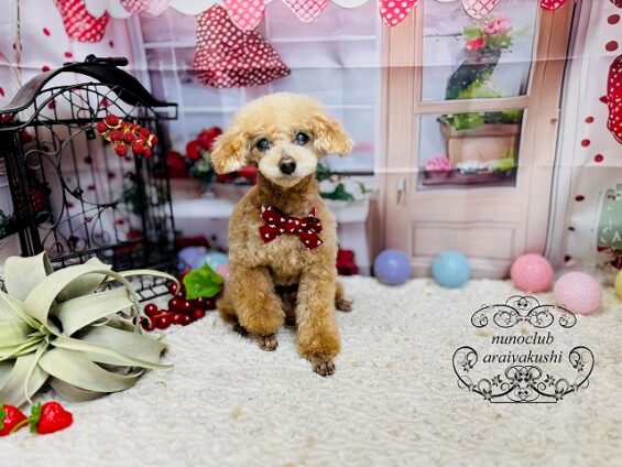 ペットサロン、ヌーノクラブ、可愛くリーズナブルにトリミング トイプードルのクレア_640