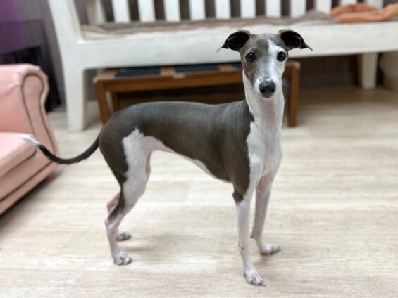 ヌーノクラブ　犬のペットホテル　東京　中野区　フリースペースでのびのび　お預かり中　イタグレの花乃嬢