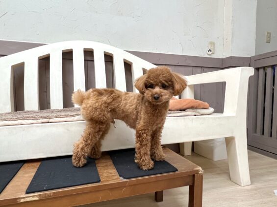 ヌーノクラブ　犬のペットホテル　東京　中野区　フリースペースでのびのび　お預かり中　ミニチュアダックスのレア、トイプードルのウル