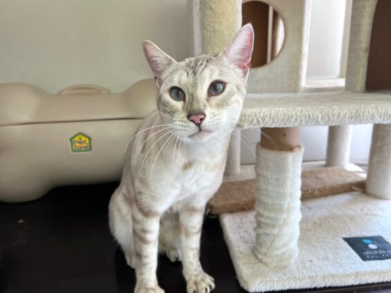 ヌーノクラブ 猫専用ペットホテル 都内 中野区 フリースペースでのびのび お預り中の猫ちゃん ベンガルの雪乃嬢