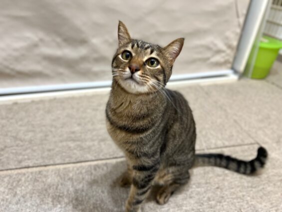 ヌーノクラブ　猫専用ペットホテル　都内　中野区　フリースペースでのびのび　お預り中の猫ちゃん　MIXのみーた