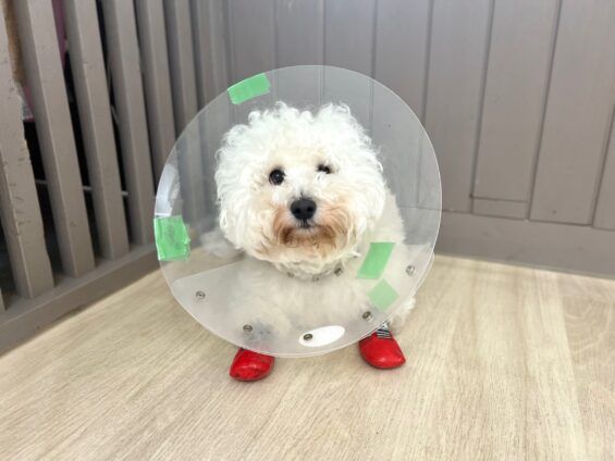 ヌーノクラブ　犬のペットホテル　東京　中野区　フリースペースでのびのび　お預かり中　ビションフリーゼのししまる