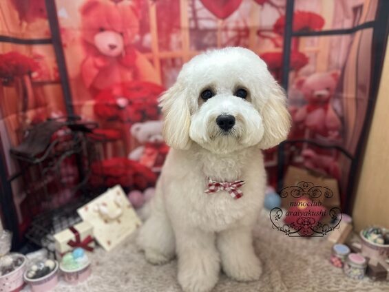 ペットサロン、ヌーノクラブ、可愛くリーズナブルにトリミング