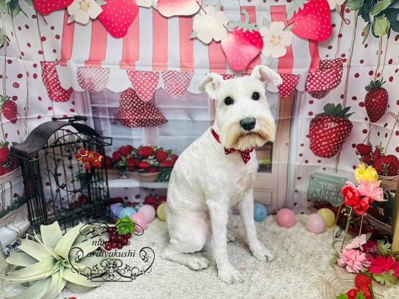 ペットサロン、ヌーノクラブ、可愛くリーズナブルにトリミング　