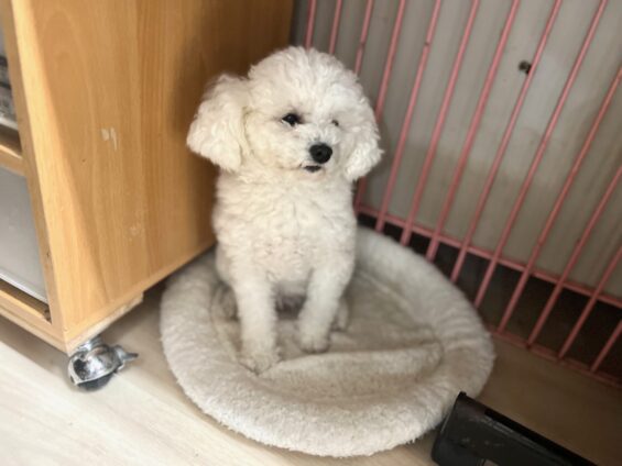 ヌーノクラブ　犬のペットホテル　東京　中野区　フリースペースでのびのび　お預かり中　トイプードルのアル、オタ