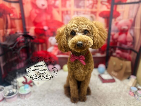 ペットサロン、ヌーノクラブ、可愛くリーズナブルにトリミング