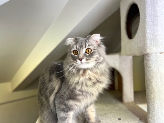 ヌーノクラブ　猫専用ペットホテル　都内　中野区　フリースペースでのびのび　お預り中の猫ちゃん　スコティッシュフォールドのルル