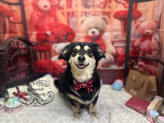 ペットサロン、ヌーノクラブ、可愛くリーズナブルにトリミング　