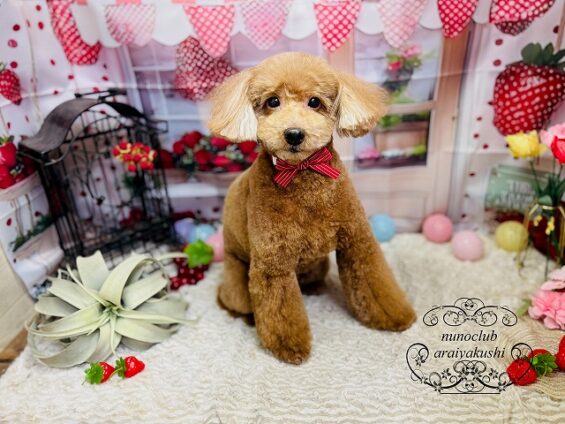 ペットサロン、ヌーノクラブ、可愛くリーズナブルにトリミング　トイプードルのレオ_640