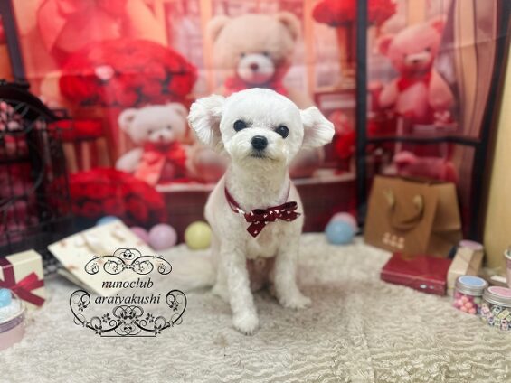 ペットサロン、ヌーノクラブ、可愛くリーズナブルにトリミング