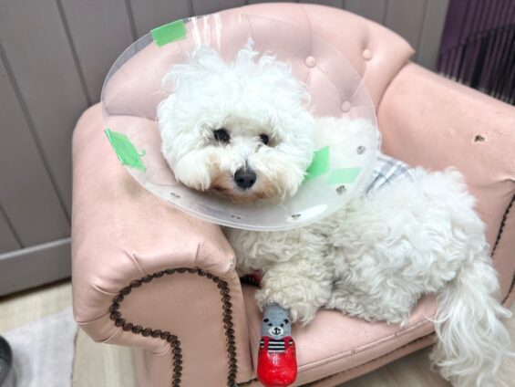 ヌーノクラブ　犬のペットホテル　東京　中野区　フリースペースでのびのび　お預かり中　ビションフリーゼのししまる