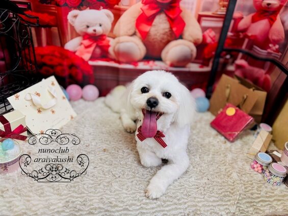 ペットサロン、ヌーノクラブ、可愛くリーズナブルにトリミングのみるく_640