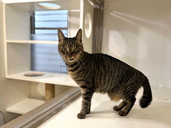ヌーノクラブ 猫専用ペットホテル 都内 中野区 フリースペースでのびのび お預り中の猫ちゃん キジトラのリク