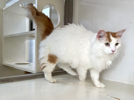 ヌーノクラブ 猫専用ペットホテル 都内 中野区 フリースペースでのびのび お預り中の猫ちゃん メインクーンのすさのお