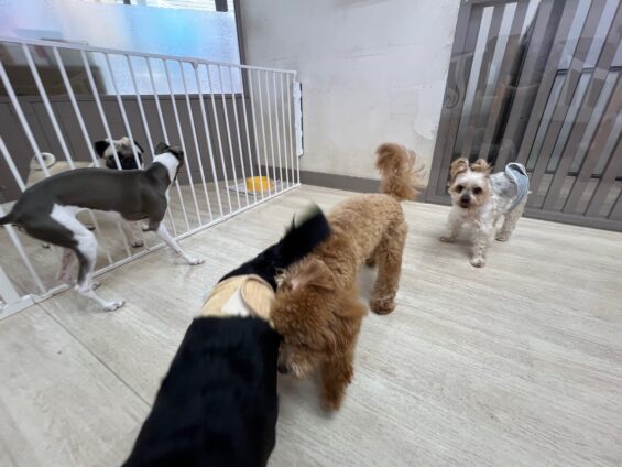 ヌーノクラブ　犬のペットホテル　東京　中野区　フリースペースでのびのび　お預かり中　ヨーキーの豆太