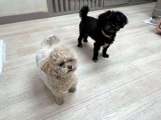 ヌーノクラブ　犬のペットホテル　東京　中野区　フリースペースでのびのび　お預かり中　マルプーのロト、ココ