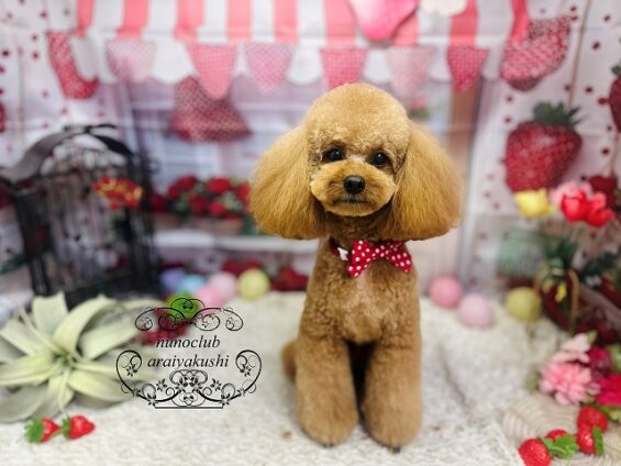 ペットサロン、ヌーノクラブ、可愛くリーズナブルにトリミング