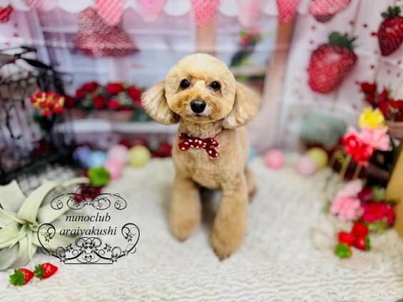 ペットサロン、ヌーノクラブ、可愛くリーズナブルにトリミング トイプードルのアニー_640