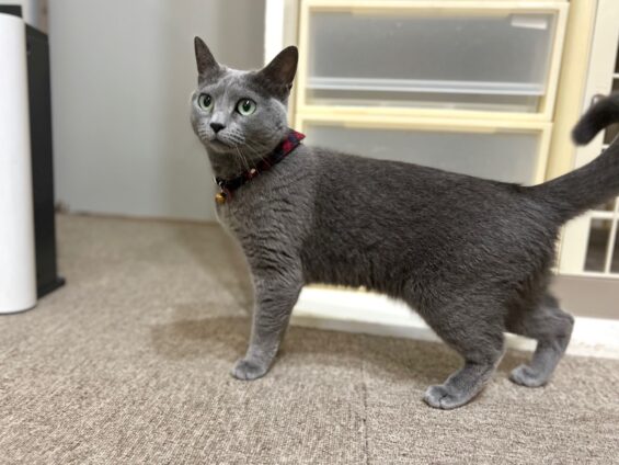 ヌーノクラブ　猫専用ペットホテル　都内　中野区　フリースペースでのびのび　お預り中の猫ちゃん　ロシアンブルーのこと