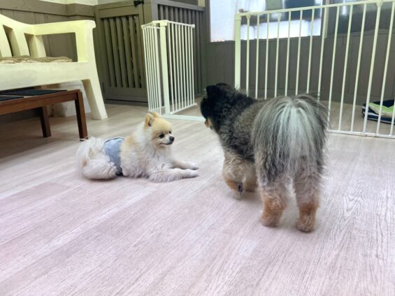 ヌーノクラブ　犬のペットホテル　東京　中野区　フリースペースでのびのび　お預かり中　ポメラニアンのミルク、なっちゃん