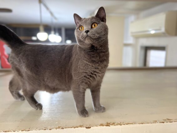 ヌーノクラブ 猫専用ペットホテル 都内 中野区 フリースペースでのびのび お預り中の猫ちゃん シャルトリューのあを