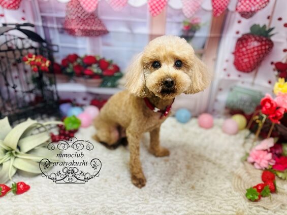 ペットサロン、ヌーノクラブ、可愛くリーズナブルにトリミング　