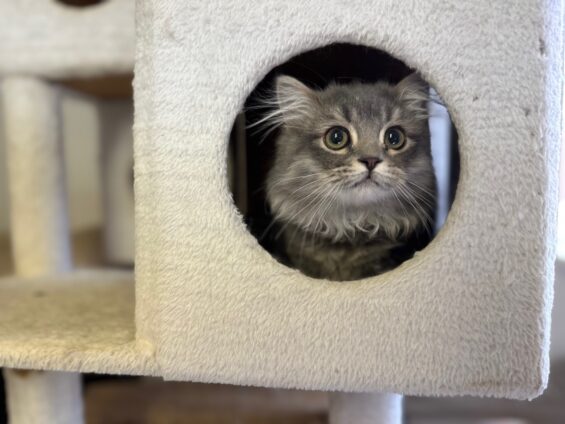 ヌーノクラブ　猫専用ペットホテル　都内　中野区　フリースペースでのびのび　お預り中の猫ちゃん　ミヌエットのぬぬ