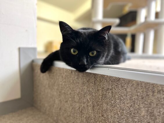 ヌーノクラブ　猫専用ペットホテル　都内　中野区　フリースペースでのびのび　お預り中の猫ちゃん　黒猫のポニャ