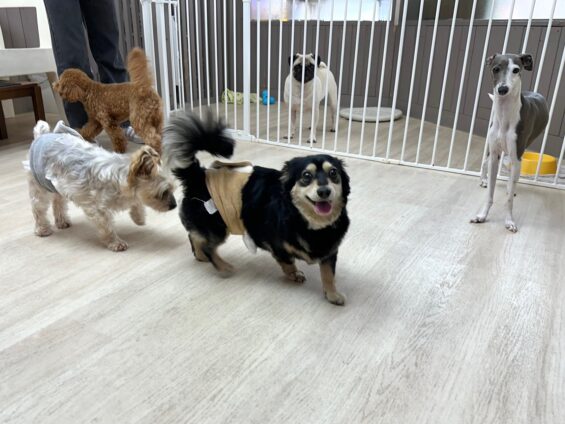 ヌーノクラブ　犬のペットホテル　東京　中野区　フリースペースでのびのび　お預かり中　チワックスの天虎