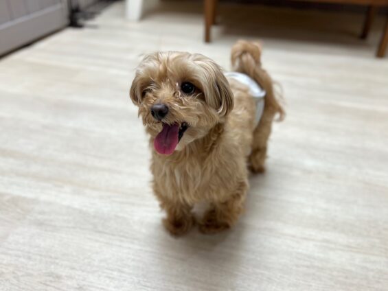 ヌーノクラブ 犬のペットホテル 東京 中野区 フリースペースでのびのび お預かり中 マルプーのナッツ