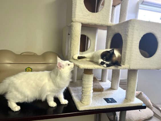 ヌーノクラブ　猫専用ペットホテル　都内　中野区　フリースペースでのびのび　お預り中の猫ちゃん　ミックスのチョコレート、メインクーンのネージュ