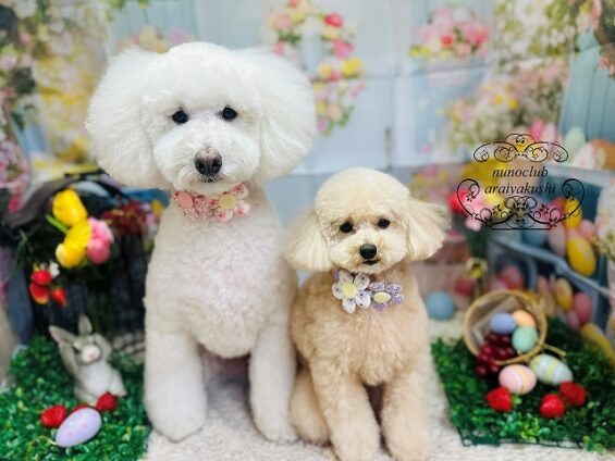 ペットサロン、ヌーノクラブ、可愛くリーズナブルにトリミング　