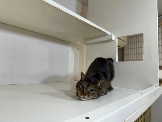 ヌーノクラブ　猫専用ペットホテル　都内　中野区　フリースペースでのびのび　お預り中の猫ちゃん　キジトラのタンゴ