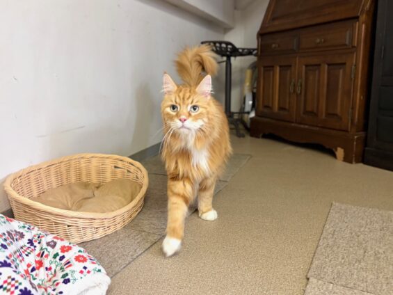 ヌーノクラブ　猫専用ペットホテル　都内　中野区　フリースペースでのびのび　お預り中の猫ちゃん　ソマリのひろし