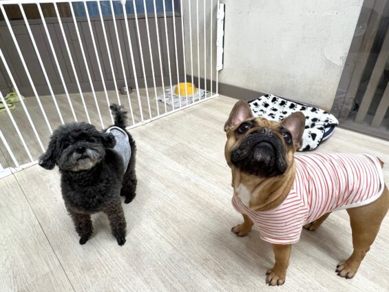 ヌーノクラブ　犬のペットホテル　東京　中野区　フリースペースでのびのび　お預かり中　トイプードルのカイ、フレンチブルドッグのジェイ