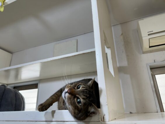ヌーノクラブ　猫専用ペットホテル　都内　中野区　フリースペースでのびのび　お預り中の猫ちゃん　キジトラのタンゴ