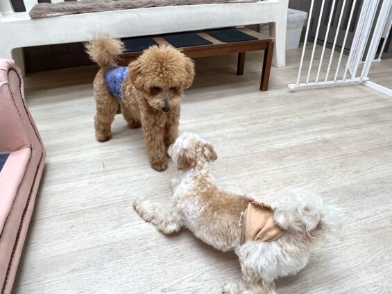 ヌーノクラブ　犬のペットホテル　東京　中野区　フリースペースでのびのび　お預かり中　トイプードルのパディ