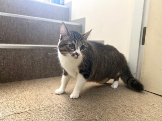 ヌーノクラブ　猫専用ペットホテル　都内　中野区　フリースペースでのびのび　お預り中の猫ちゃん　ミックスのみお