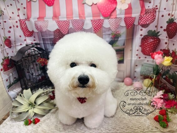 ペットサロン、ヌーノクラブ、可愛くリーズナブルにトリミング