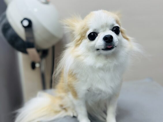 ペットサロン、ヌーノクラブ、可愛くリーズナブルにトリミング　