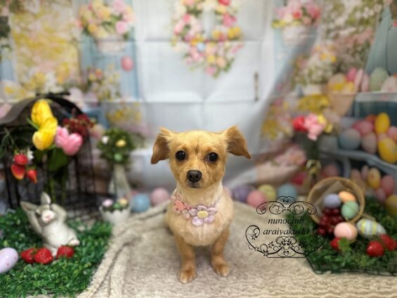 ペットサロン、ヌーノクラブ、可愛くリーズナブルにトリミング