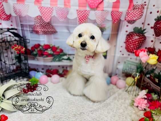 ペットサロン、ヌーノクラブ、可愛くリーズナブルにトリミング　ペキプーのクリ_640