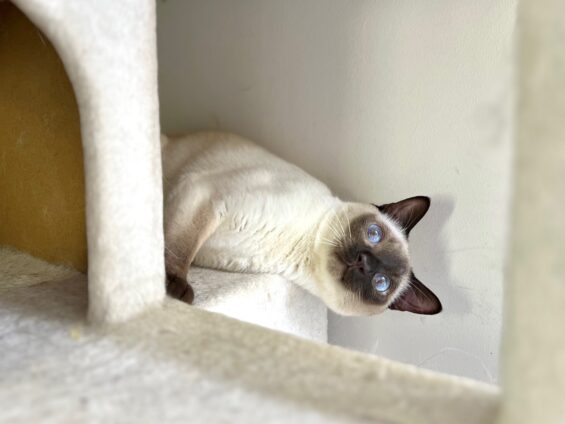 ヌーノクラブ　猫専用ペットホテル　都内　中野区　フリースペースでのびのび　お預り中の猫ちゃん　トンキニーズのそら