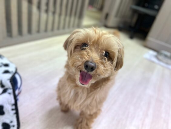 ヌーノクラブ 犬のペットホテル 東京 中野区 フリースペースでのびのび お預かり中 マルプーのナッツ