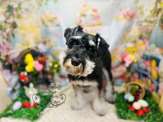 ペットサロン、ヌーノクラブ、可愛くリーズナブルにトリミング