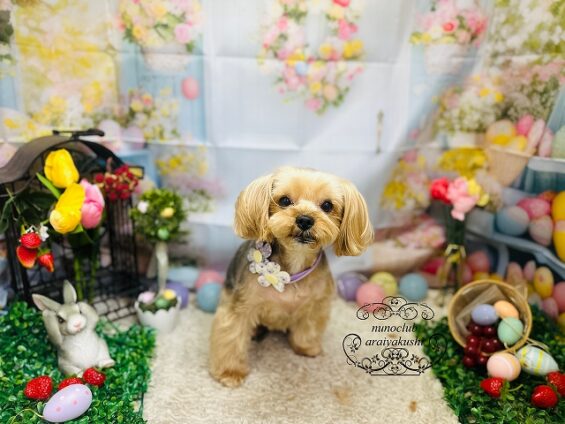 ペットサロン、ヌーノクラブ、可愛くリーズナブルにトリミング　