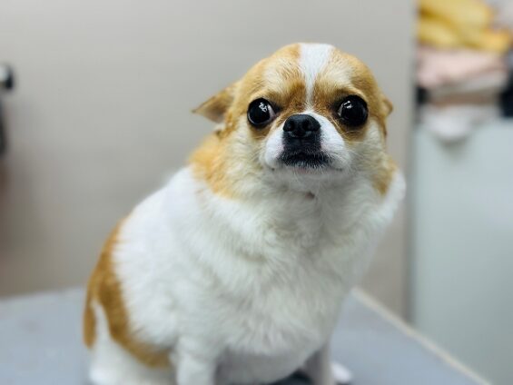 ペットサロン、ヌーノクラブ、可愛くリーズナブルにトリミング　